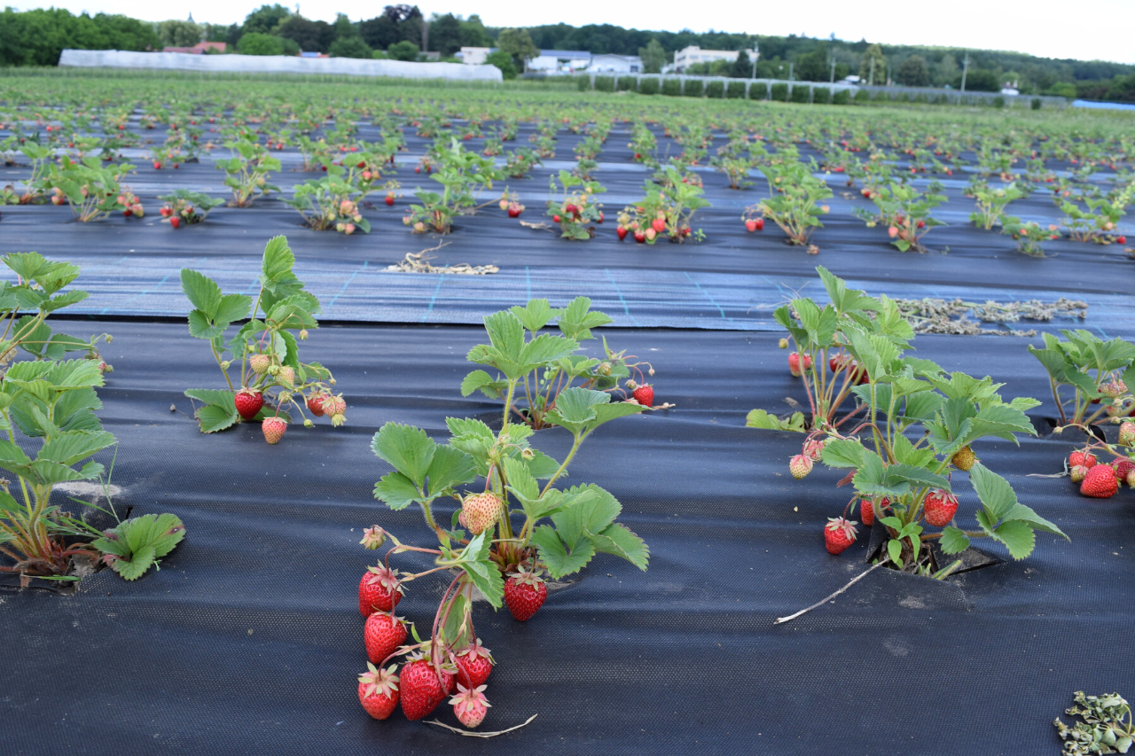 Nonwovens for Strawberries Fields – Milmar